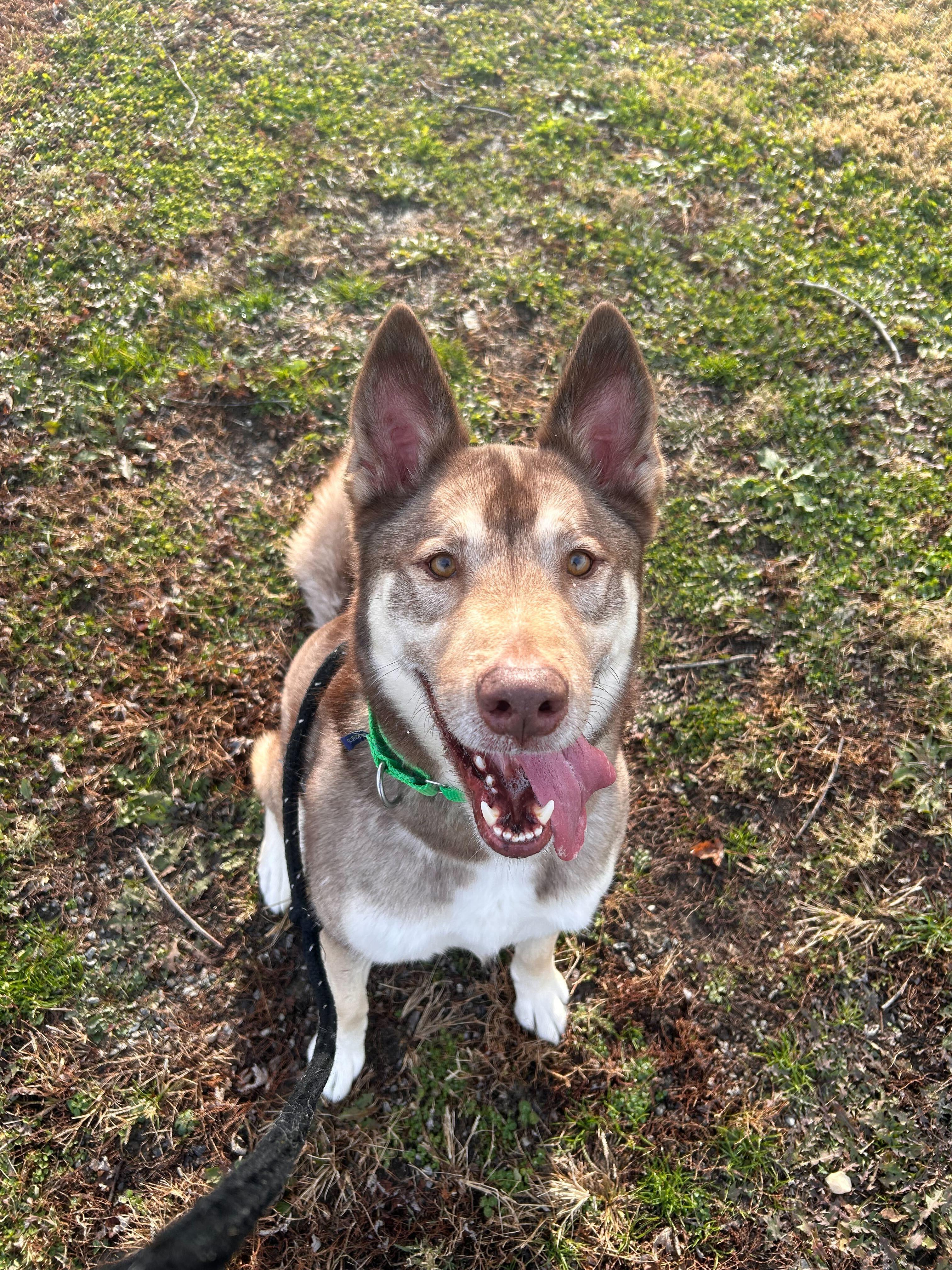 Sven, a ADOPTABLE Husky in Queenstown, MD image 5/6