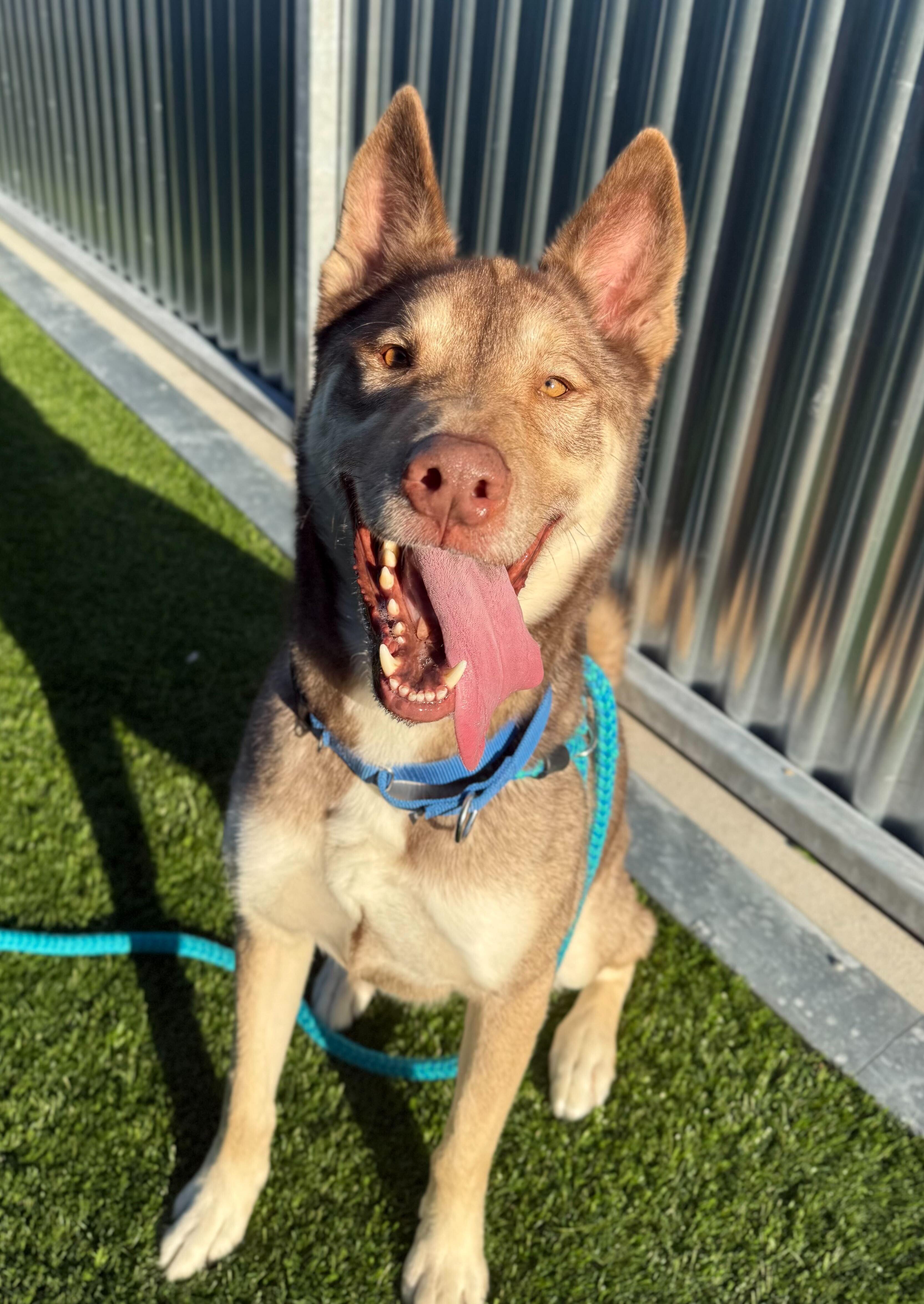 Sven, a ADOPTABLE Husky in Queenstown, MD image 4/6