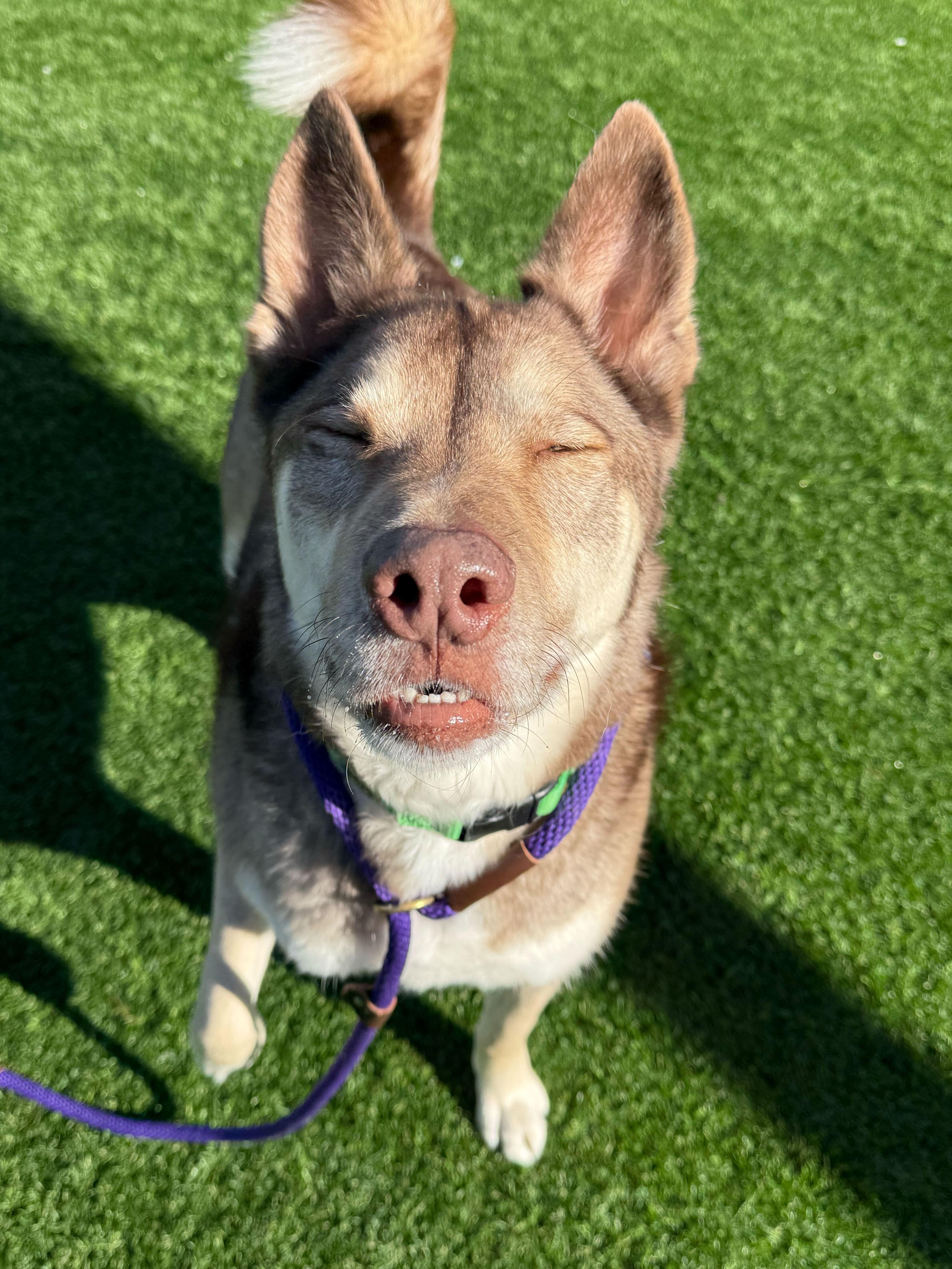 Sven, a ADOPTABLE Husky in Queenstown, MD image 2/6