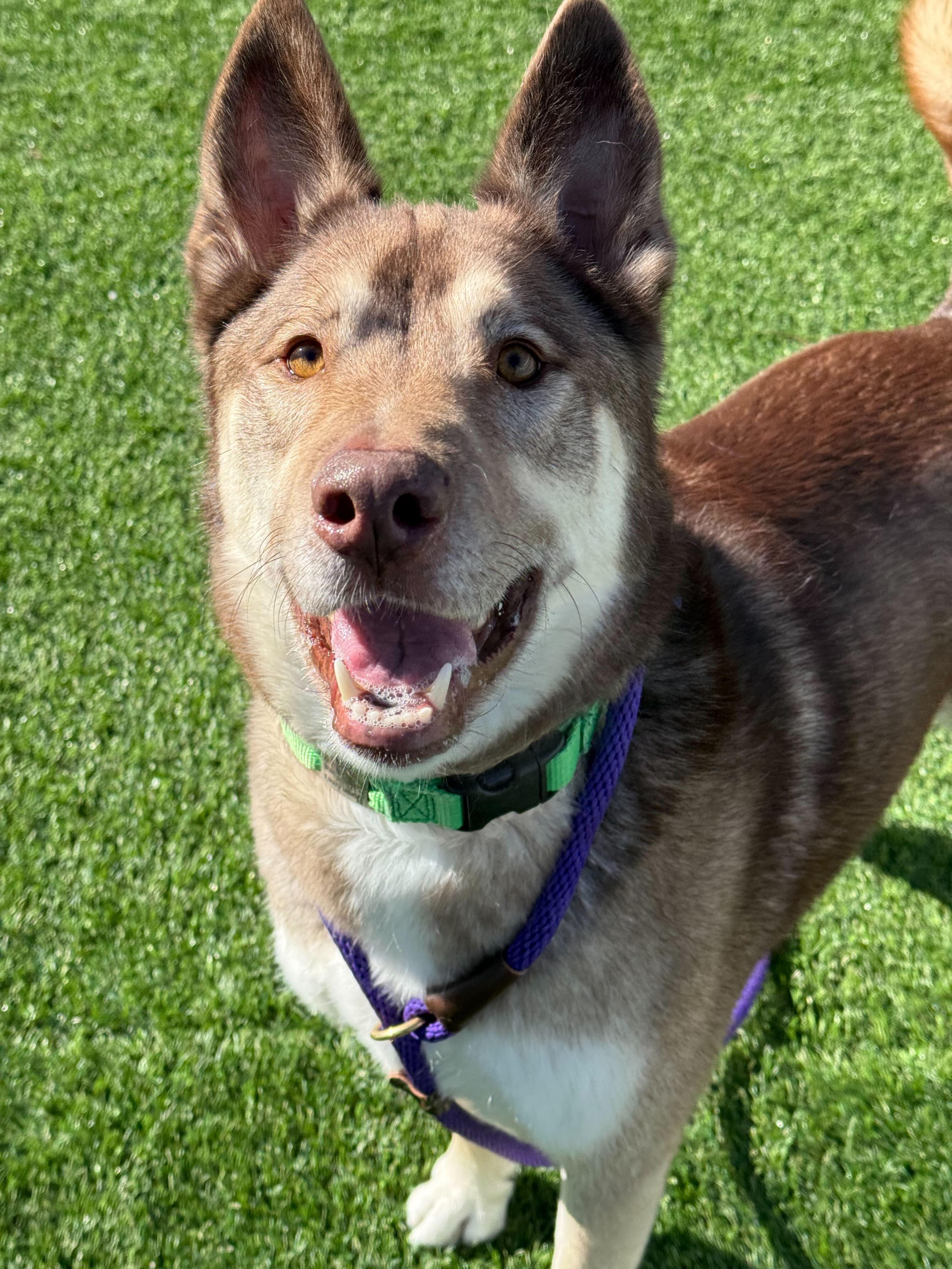 Sven, a ADOPTABLE Husky in Queenstown, MD image 6/6