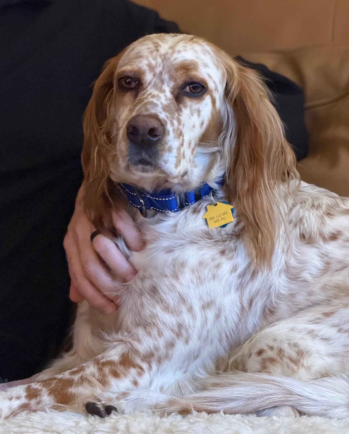 Sage, ADOPTABLE, Adult Female English Setter.