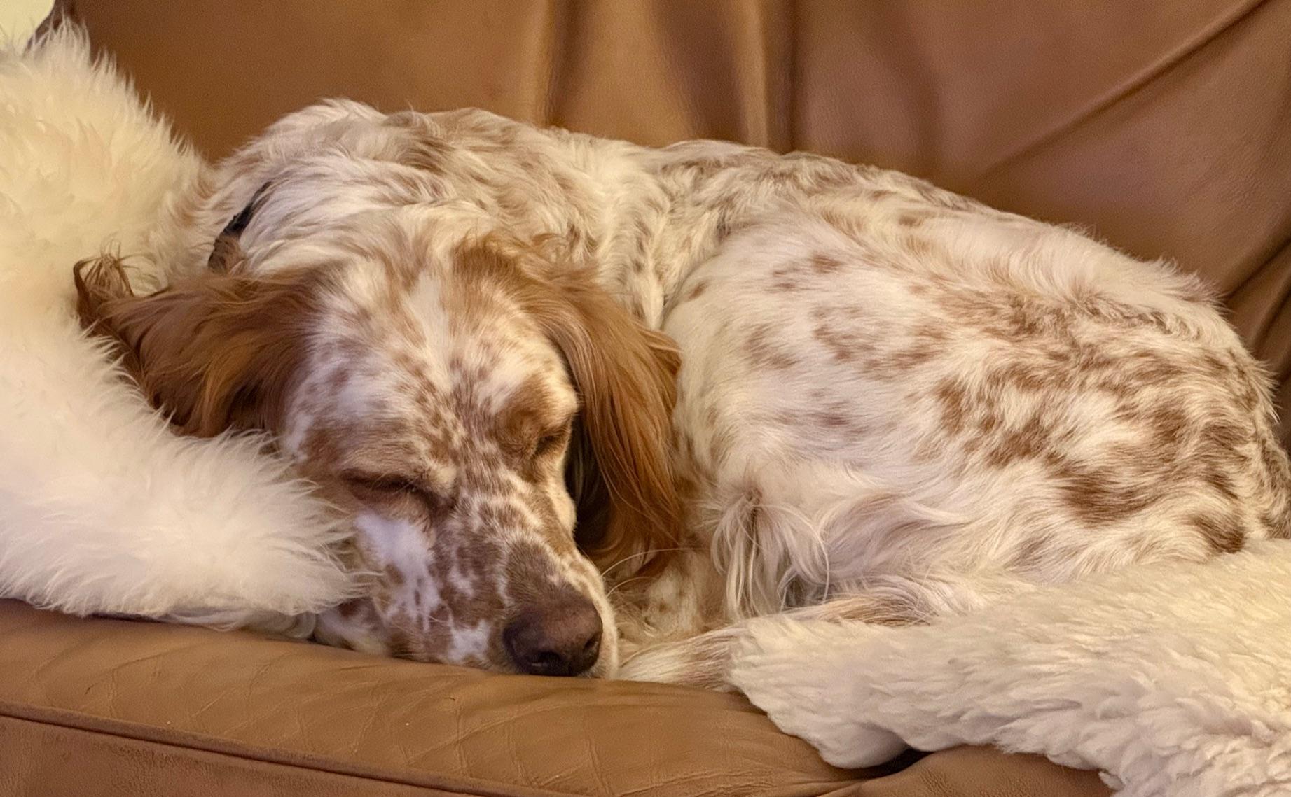 Enlarge Sage, a ADOPTABLE English Setter in Marion, MA image 2/2
