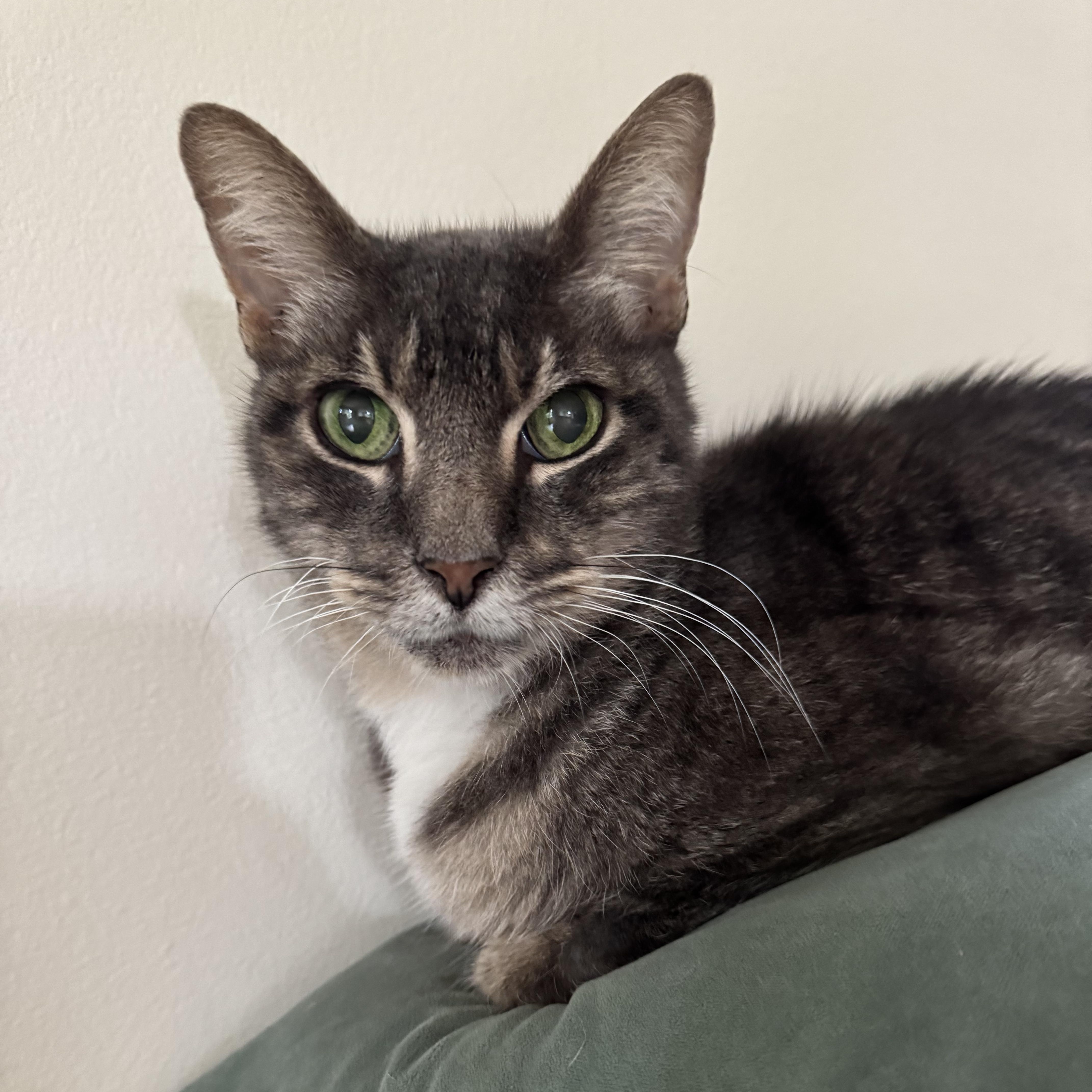 Gracie is in Seattle, ADOPTABLE, Senior Female Domestic Short Hair.