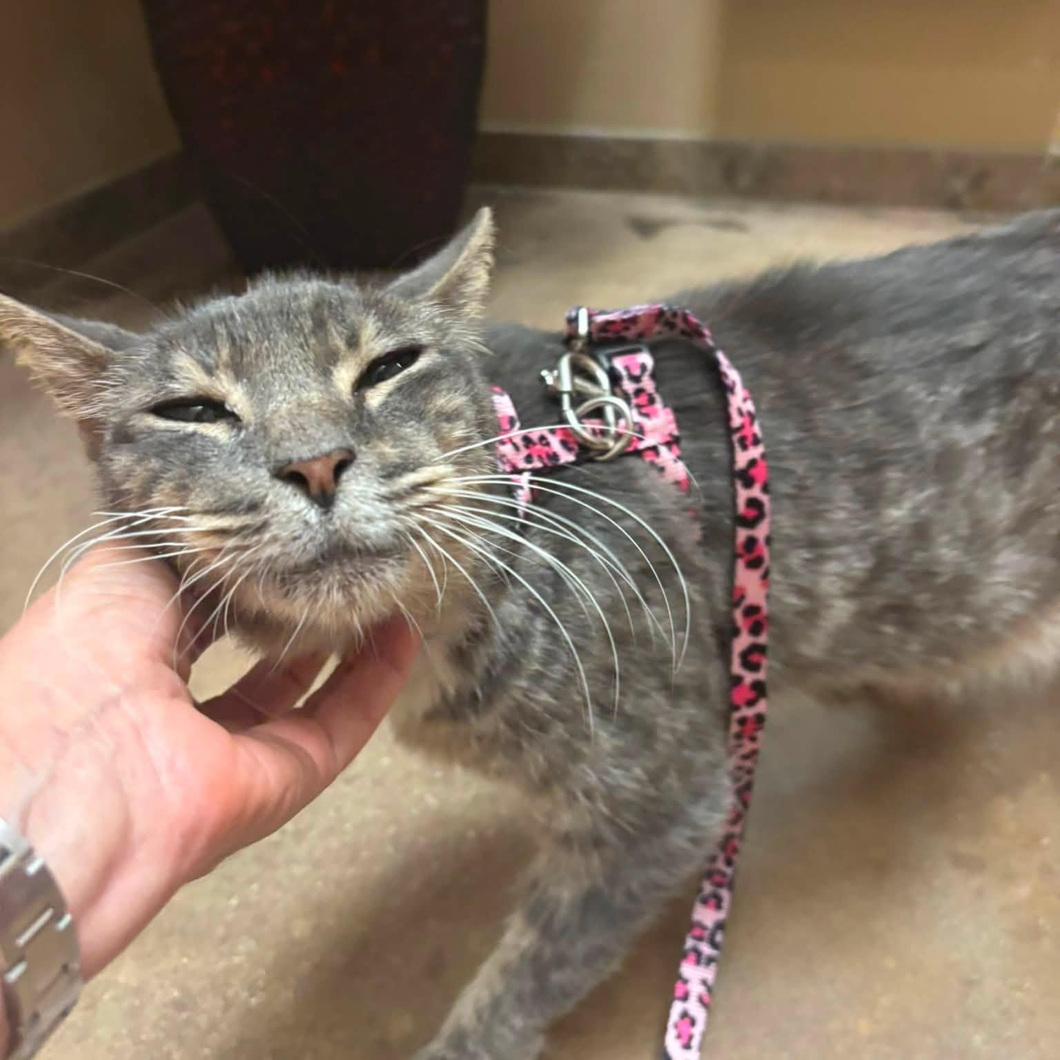 Gracie is in Seattle, a ADOPTABLE Domestic Short Hair in Redmond, WA image 6/6