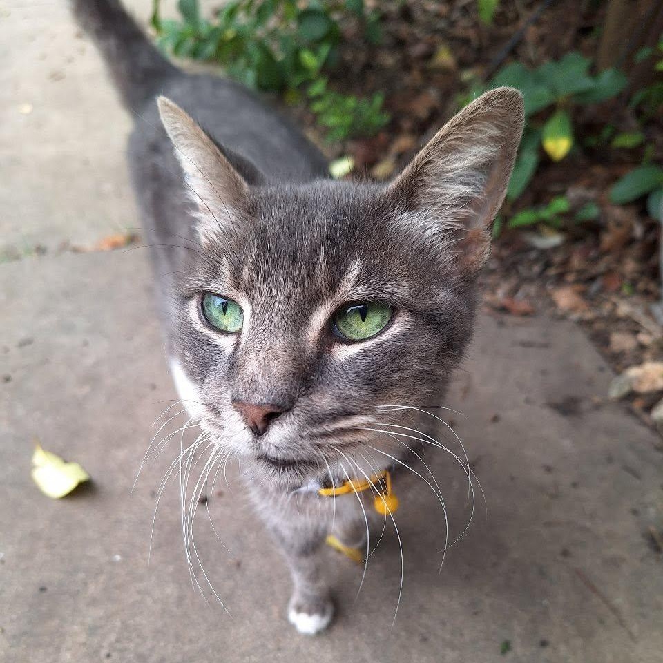 Gracie is in Seattle, a ADOPTABLE Domestic Short Hair in Redmond, WA image 2/6