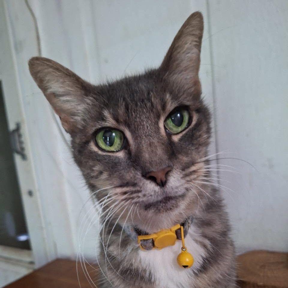 Gracie is in Seattle, a ADOPTABLE Domestic Short Hair in Redmond, WA image 4/6