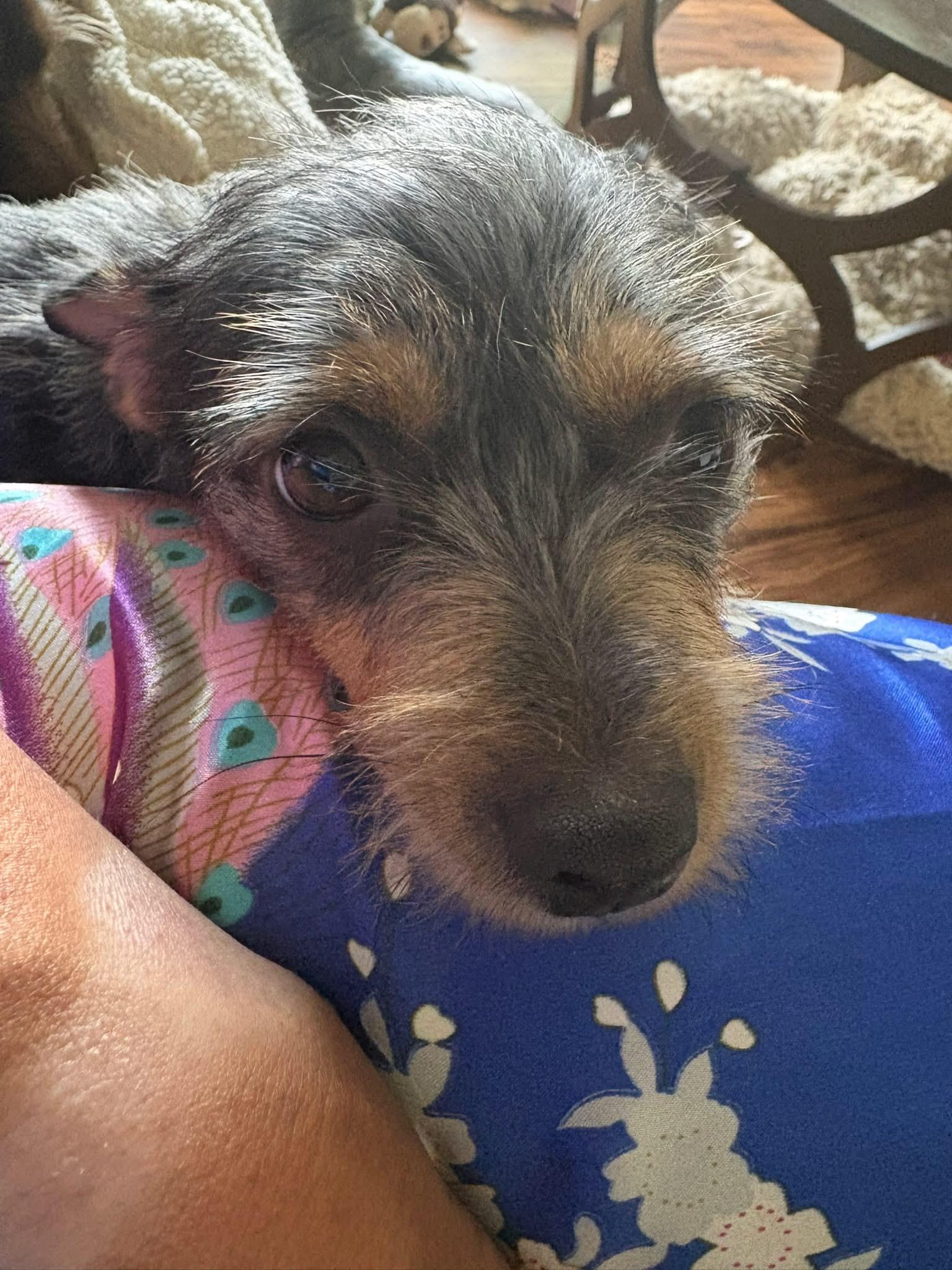 Enlarge Amor, a ADOPTABLE mixed breed in Union Grove, WI image 5/6
