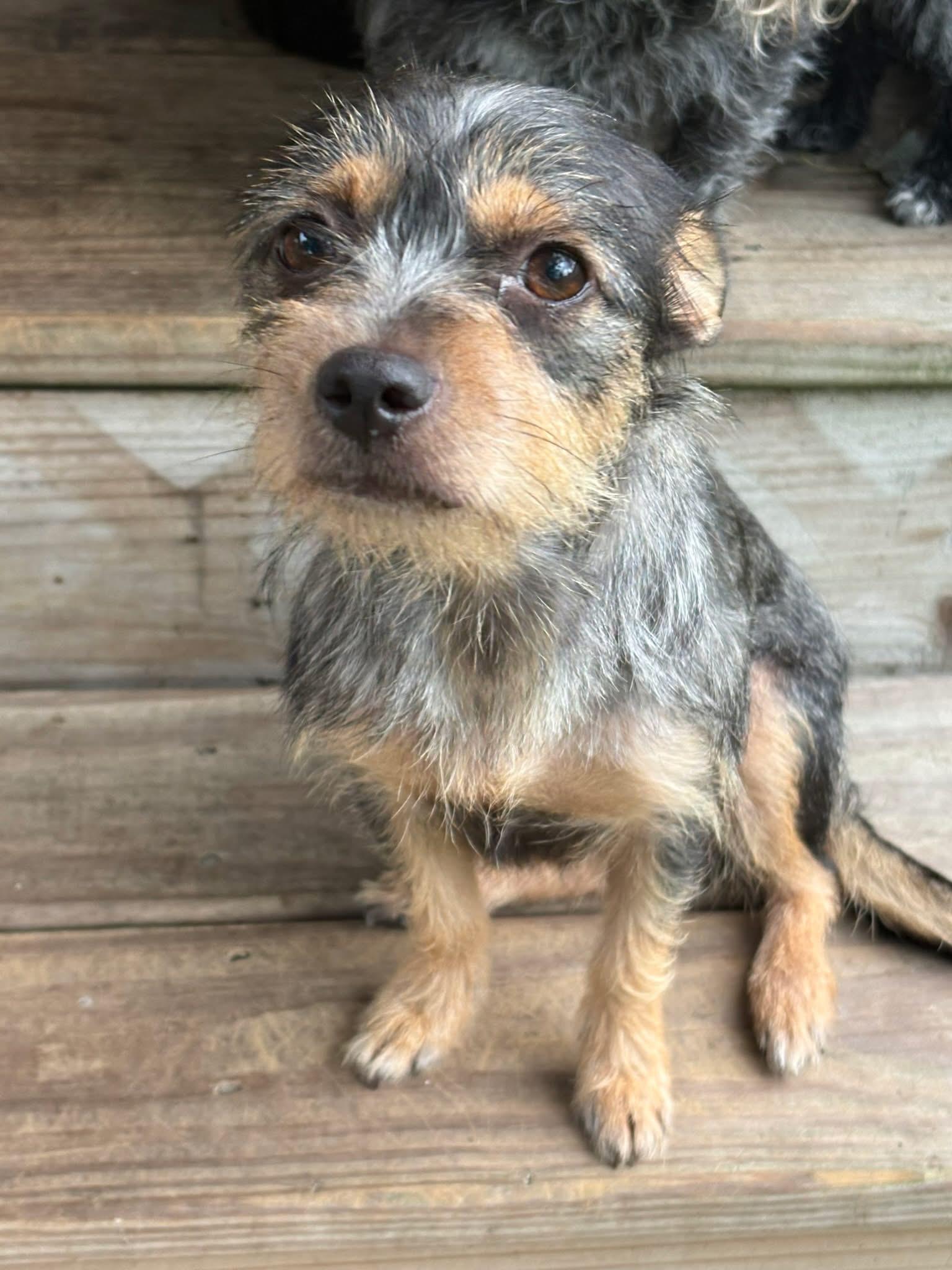 Enlarge Amor, a ADOPTABLE mixed breed in Union Grove, WI image 3/6