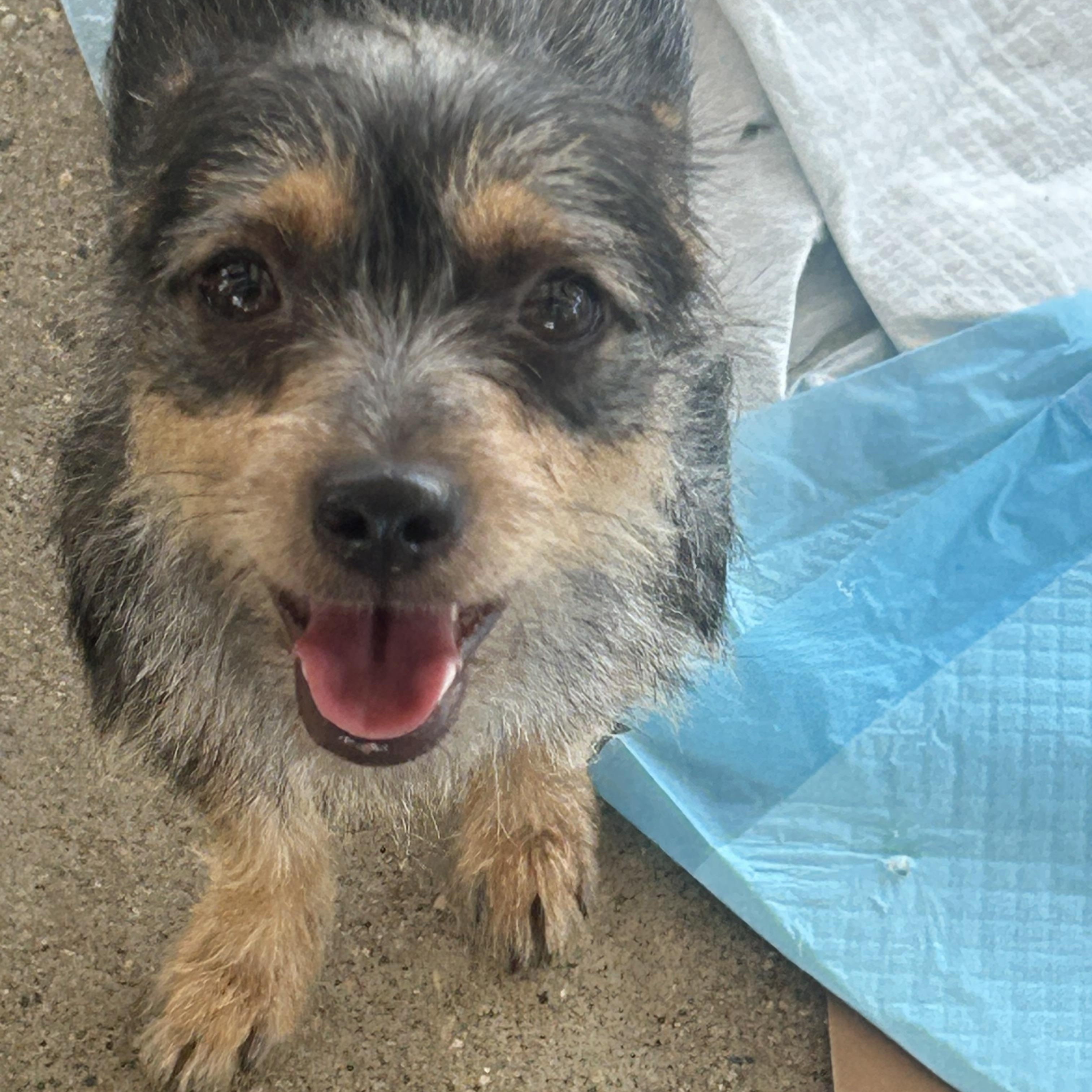 Enlarge Amor, a ADOPTABLE mixed breed in Union Grove, WI image 2/6