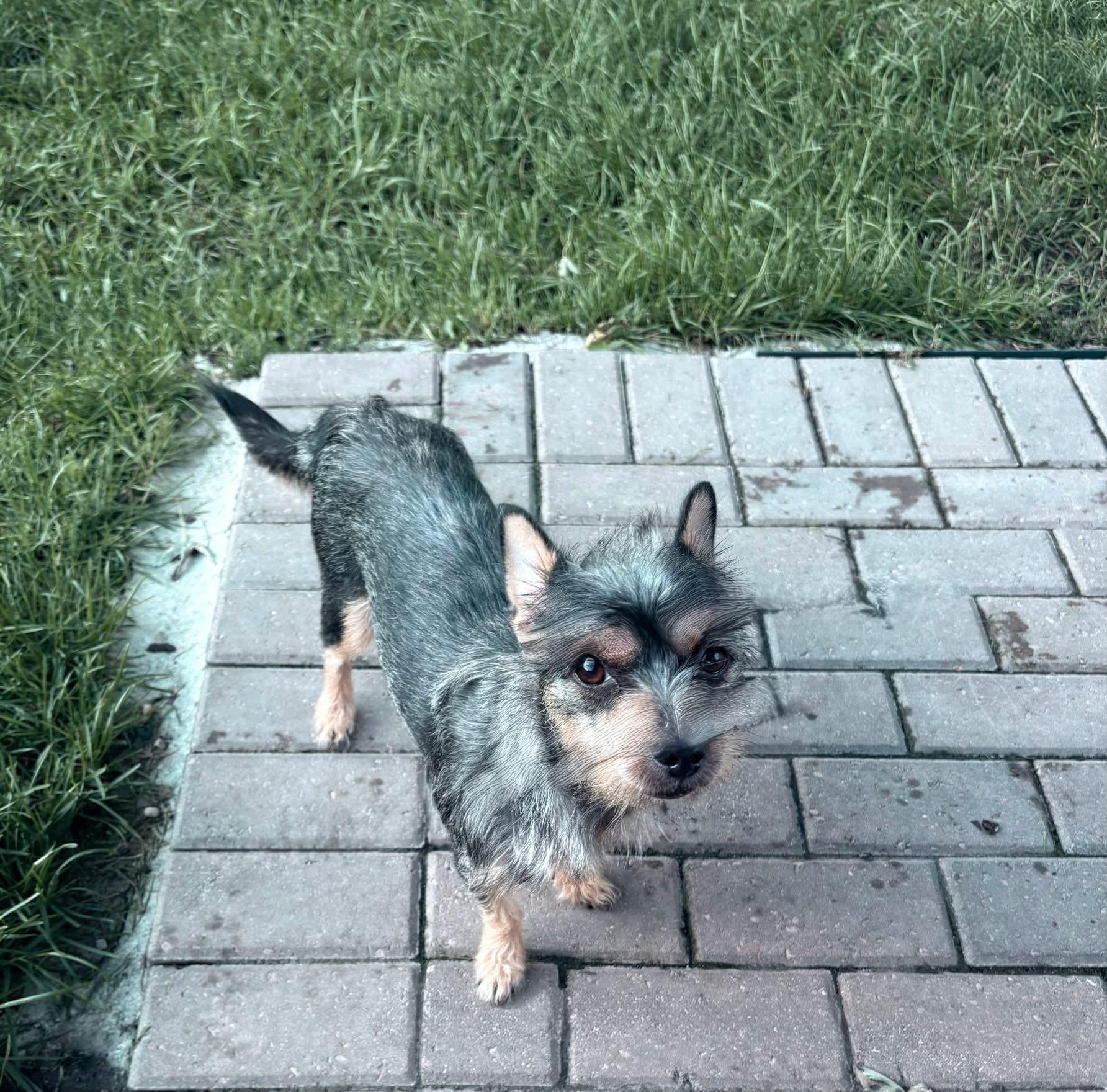 Amor, ADOPTABLE, Young Female Chihuahua & Terrier.