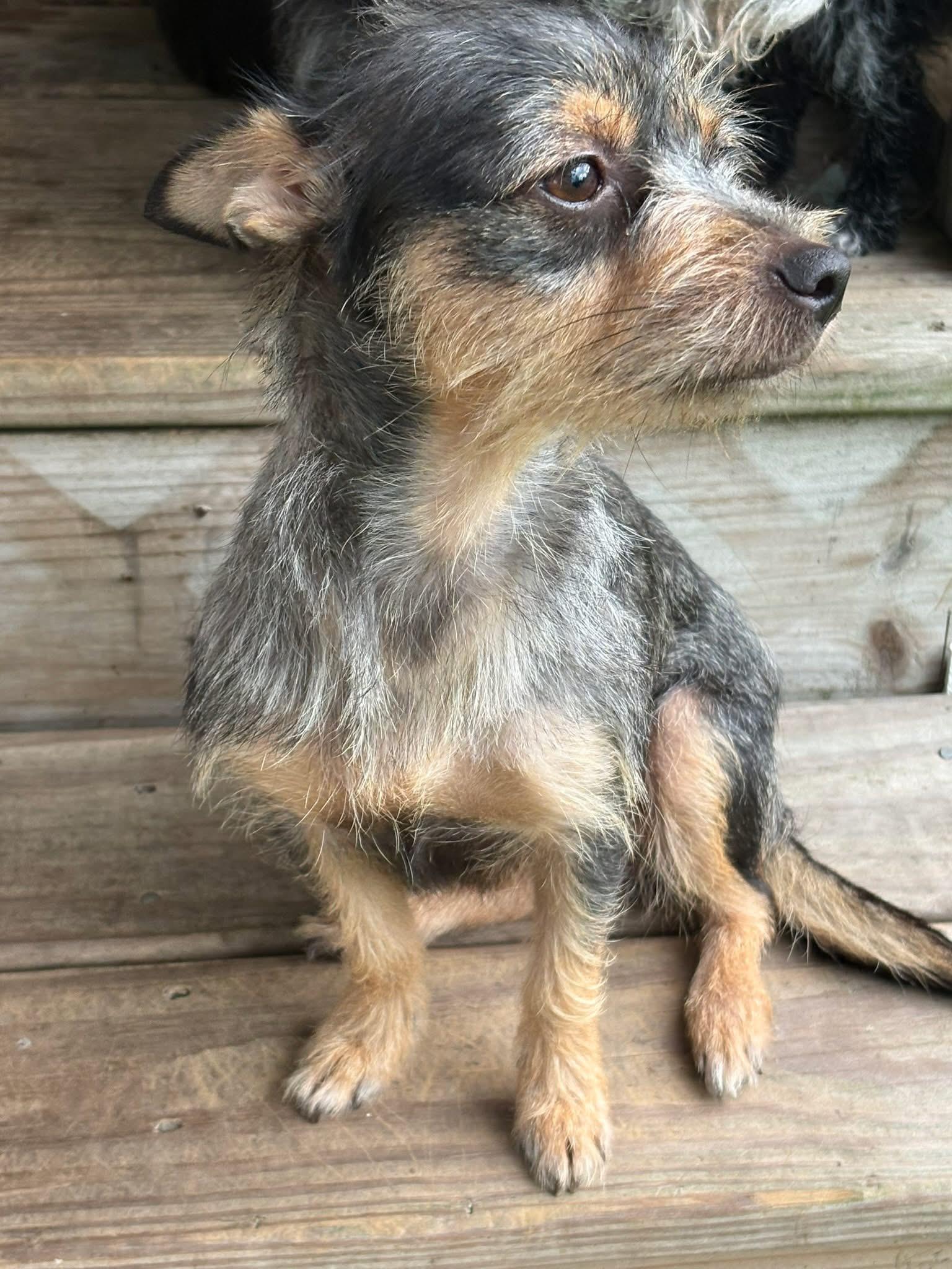 Enlarge Amor, a ADOPTABLE mixed breed in Union Grove, WI image 6/6