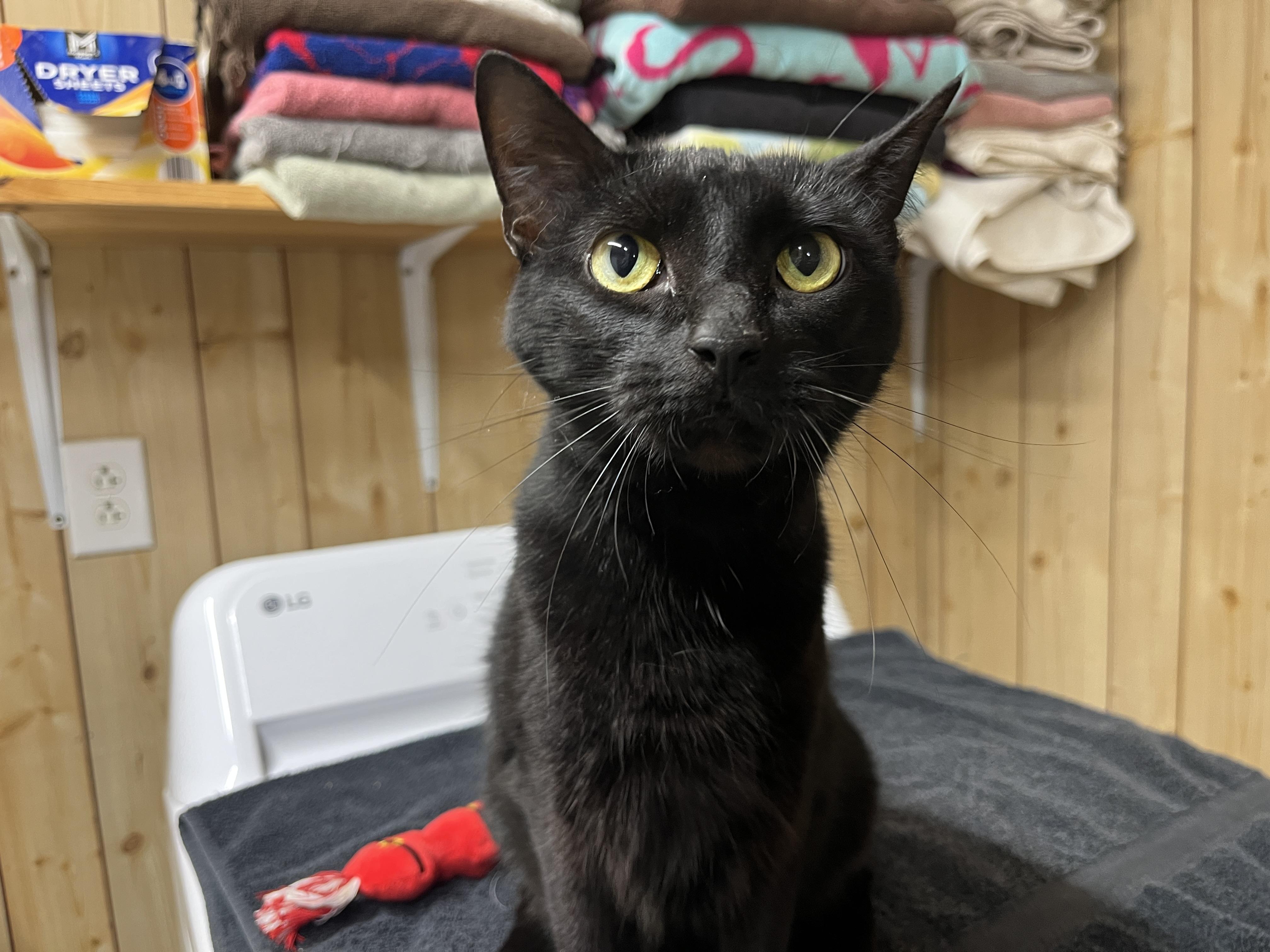 Harmonica, a Adoptable Domestic Short Hair in McKenzie, TN image 1/2