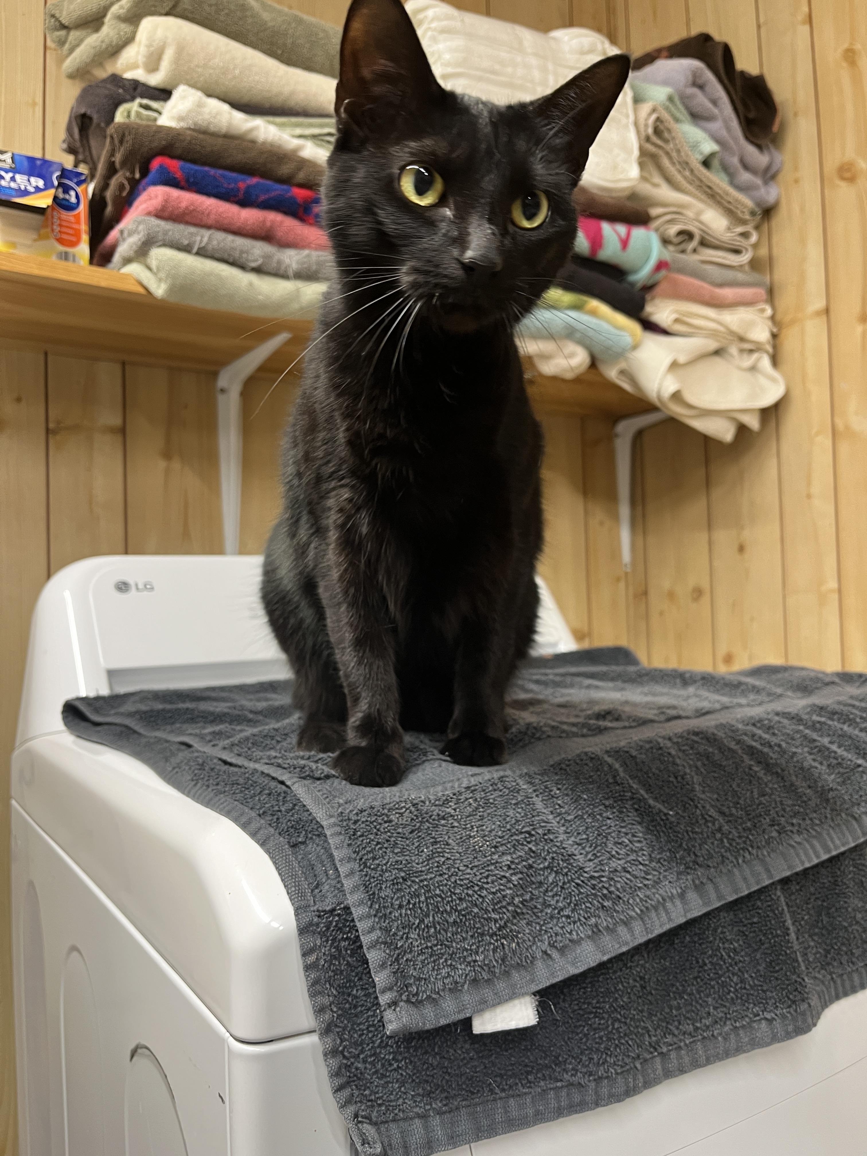 Harmonica, a Adoptable Domestic Short Hair in McKenzie, TN image 2/2