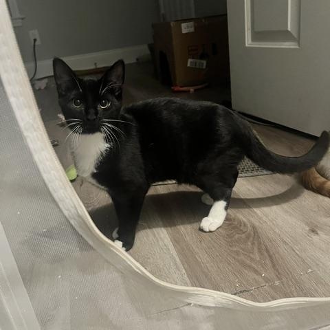 Enlarge Dr. Pepper, a Adoptable Domestic Short Hair in Belmont, NC image 1/4