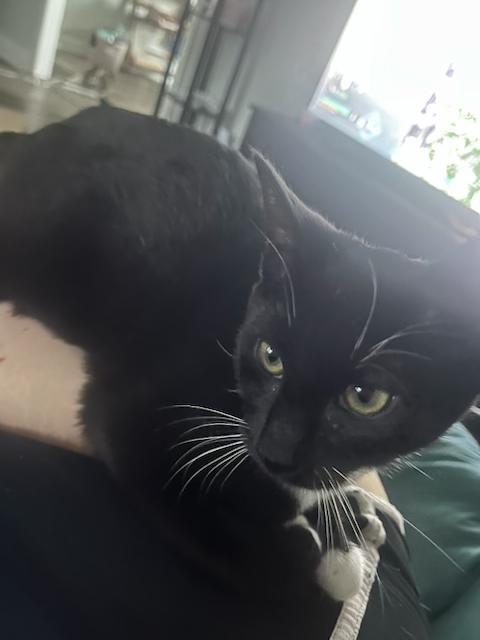 Enlarge Dr. Pepper, a Adoptable Domestic Short Hair in Belmont, NC image 4/4