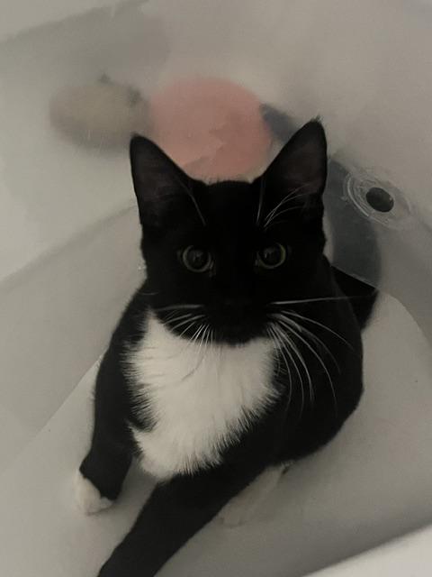 Enlarge Dr. Pepper, a Adoptable Domestic Short Hair in Belmont, NC image 2/4
