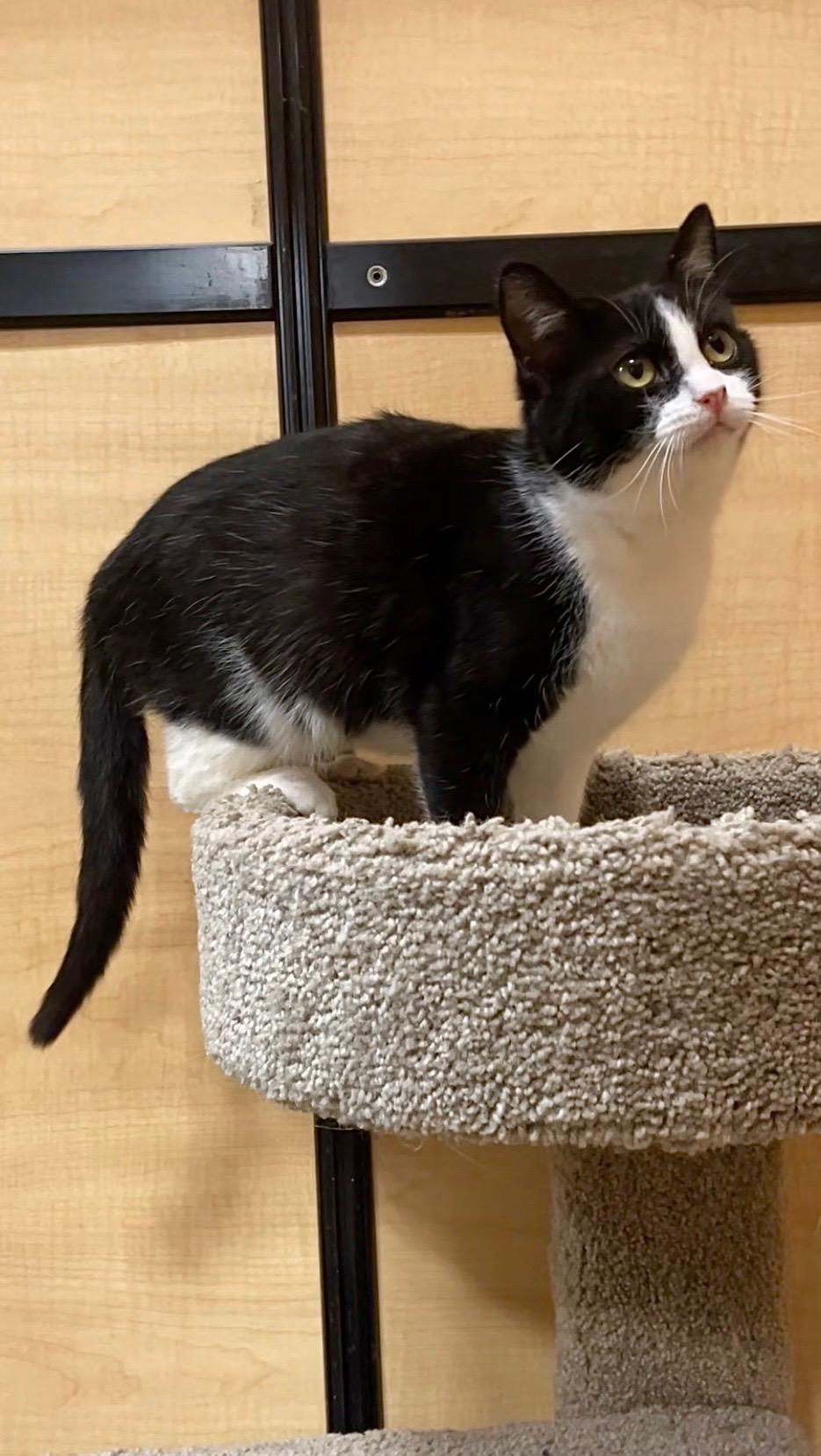 Alexandria, a ADOPTABLE Domestic Short Hair in Barrington Hills, IL image 2/2