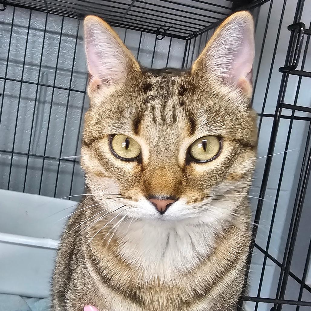 Sookie, Adoptable, Adult Female Domestic Short Hair.