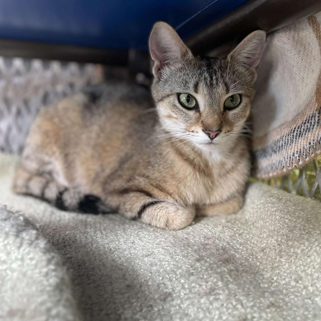 Enlarge Sookie, a Adoptable Domestic Short Hair in Jefferson city, TN image 2/3
