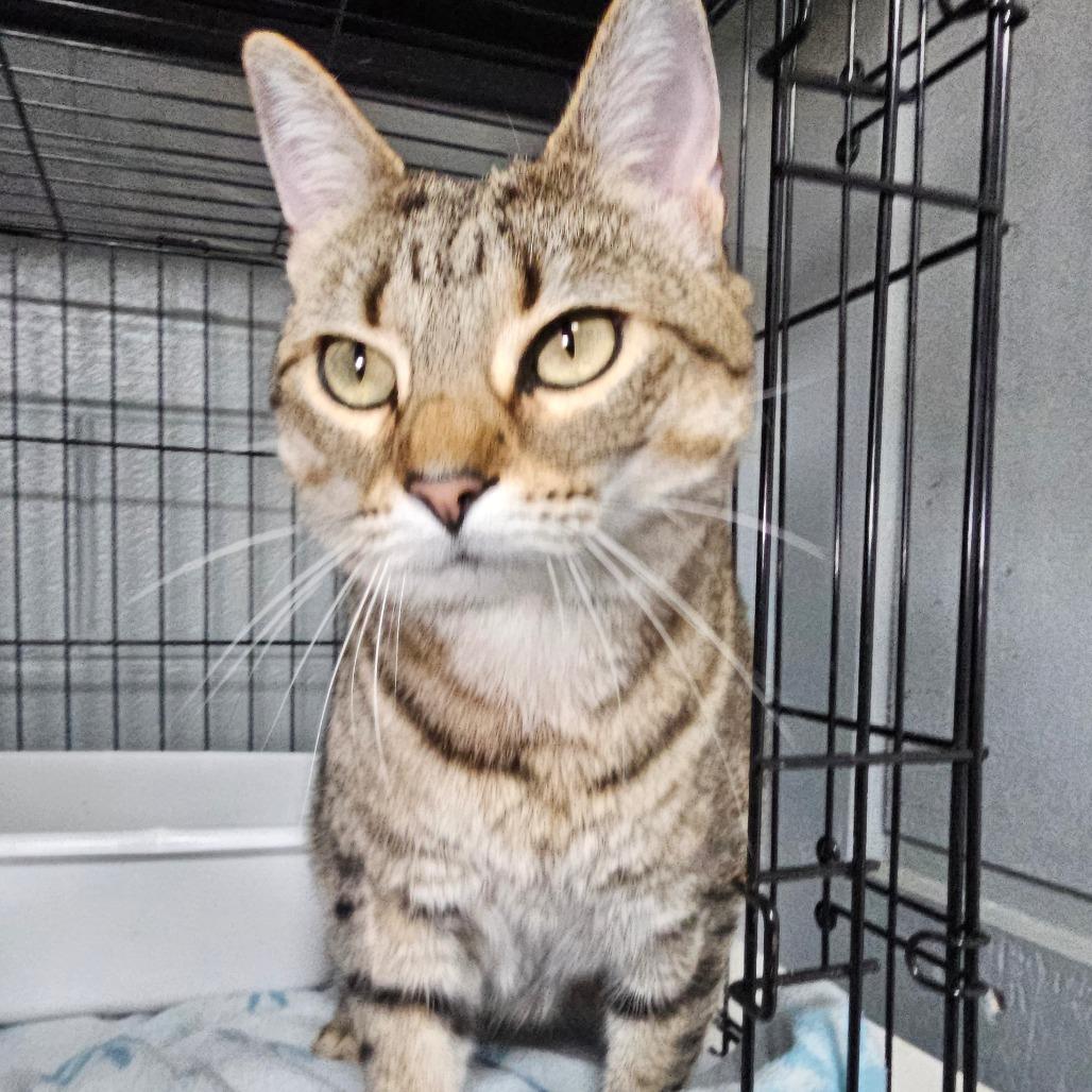 Enlarge Sookie, a Adoptable Domestic Short Hair in Jefferson city, TN image 3/3
