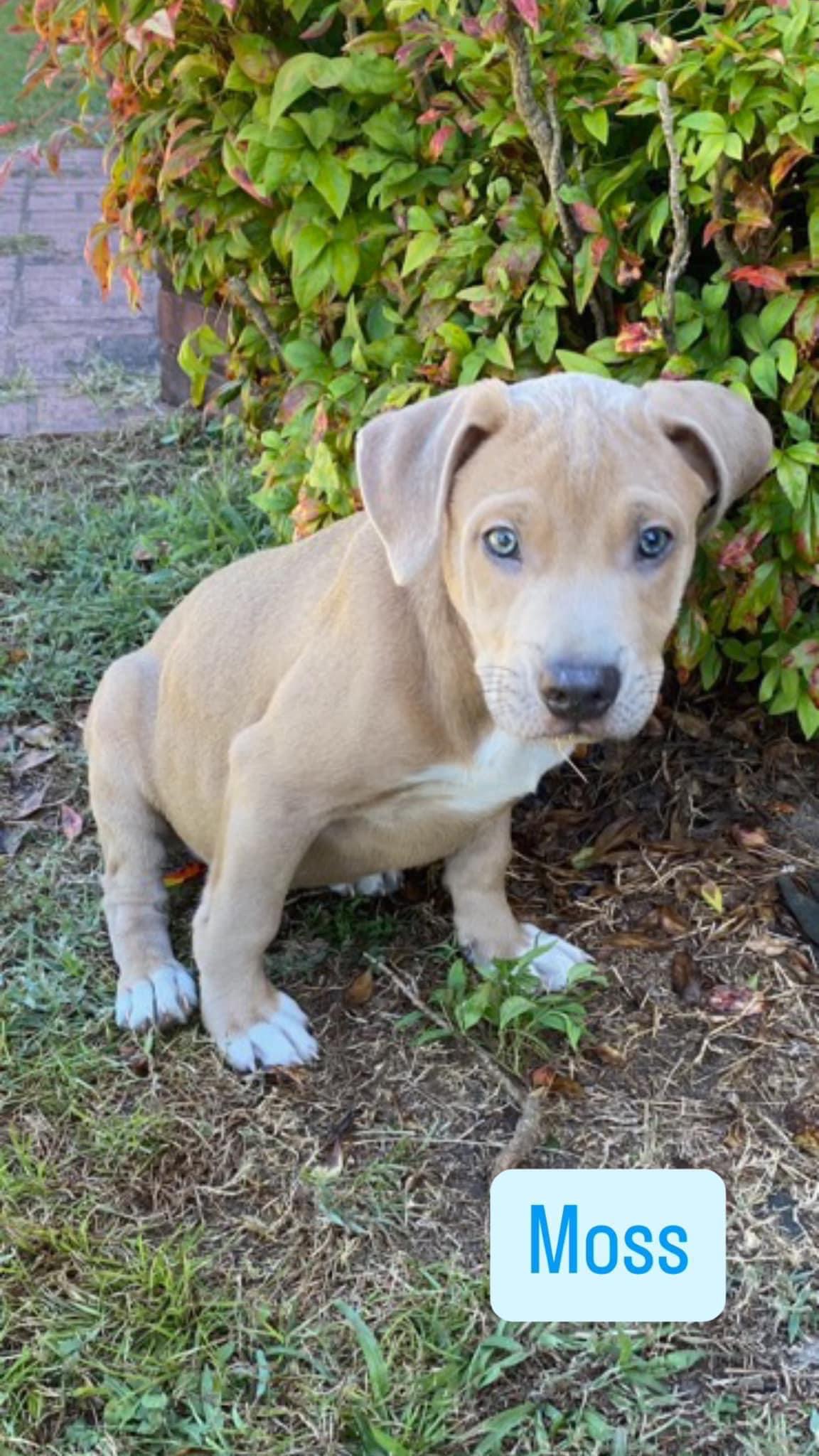 Dog for adoption Moss, a Pit Bull Terrier Mix in Pembroke, MA Petfinder