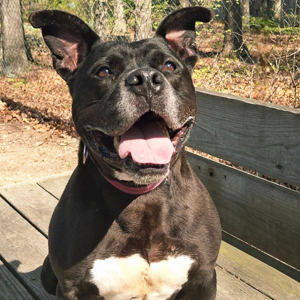 Dax, Adoptable, Senior Male Mixed Breed.