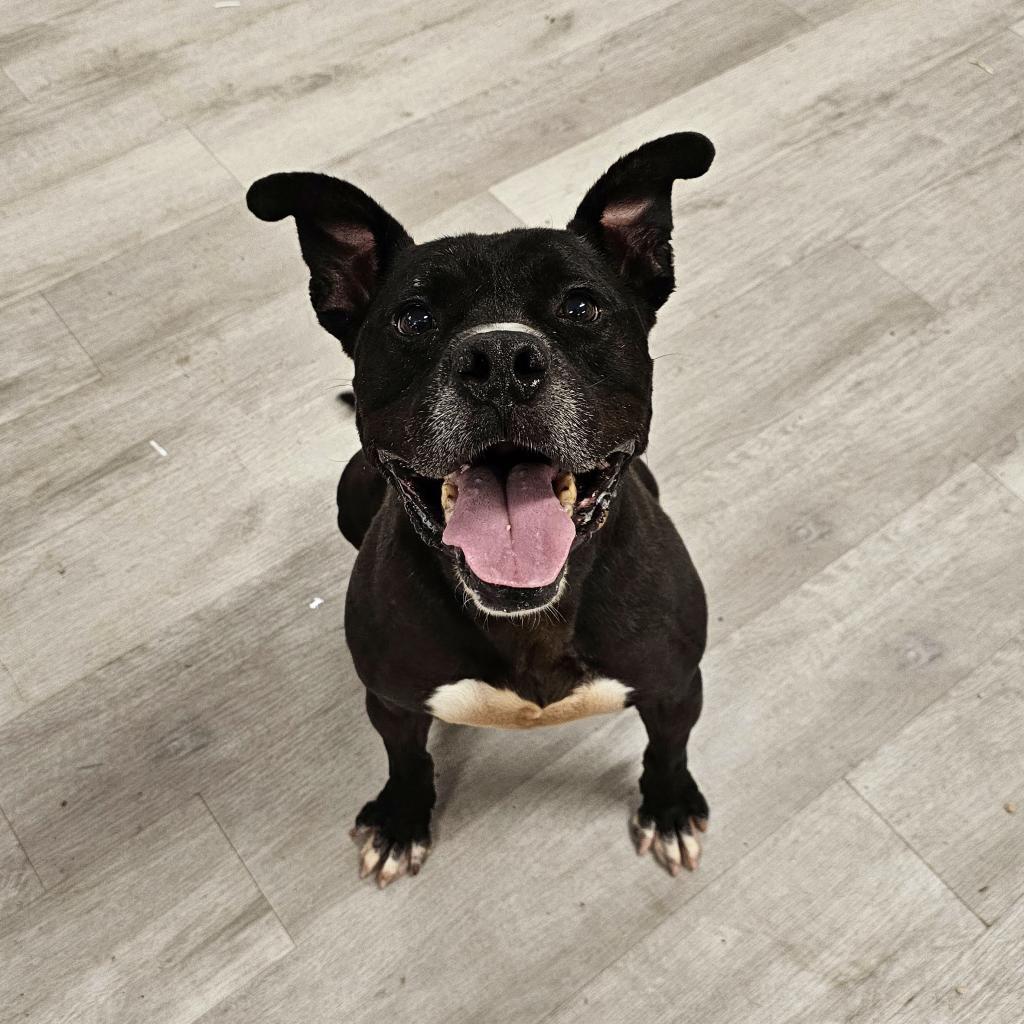 Dax, Adoptable, Senior Male Mixed Breed.