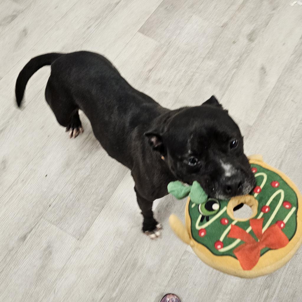 Enlarge Dax, a Adoptable Mixed Breed in Waldorf, MD image 2/6