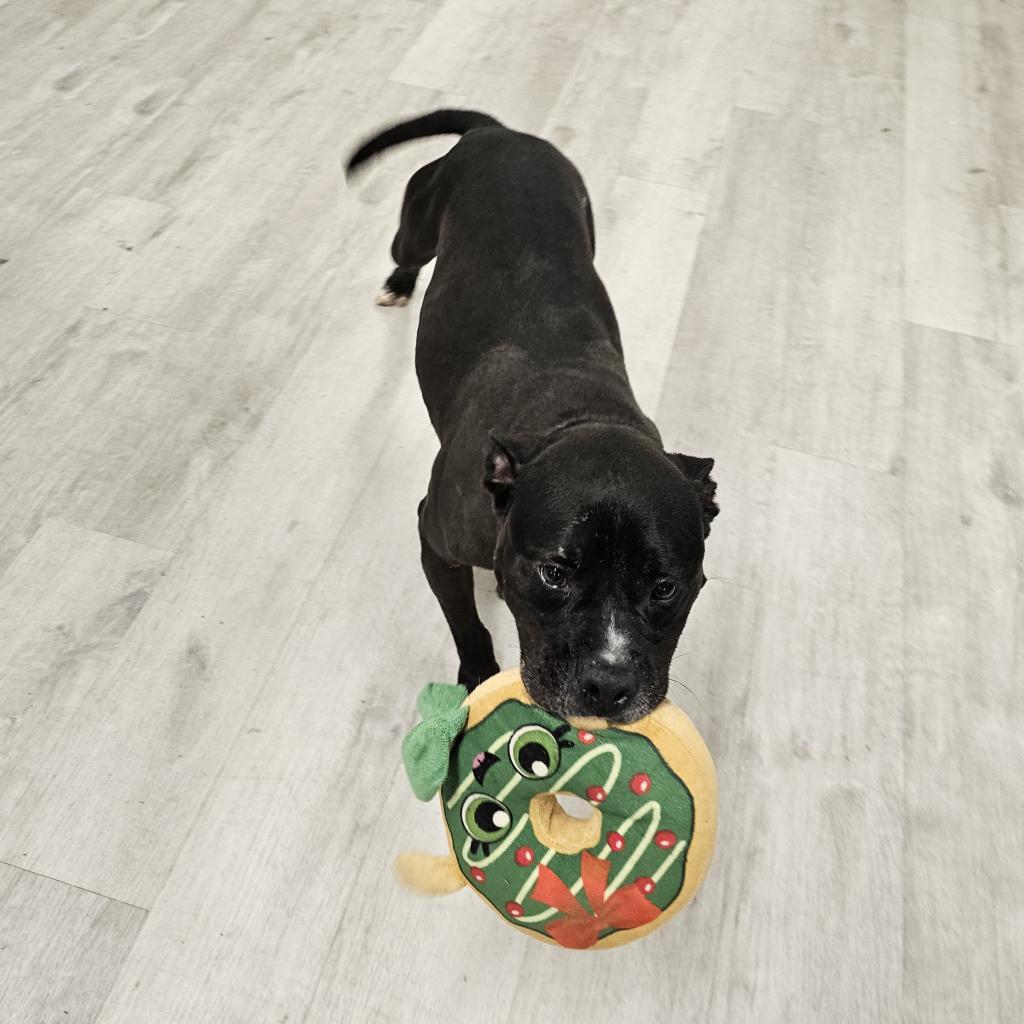 Enlarge Dax, a Adoptable Mixed Breed in Waldorf, MD image 3/6