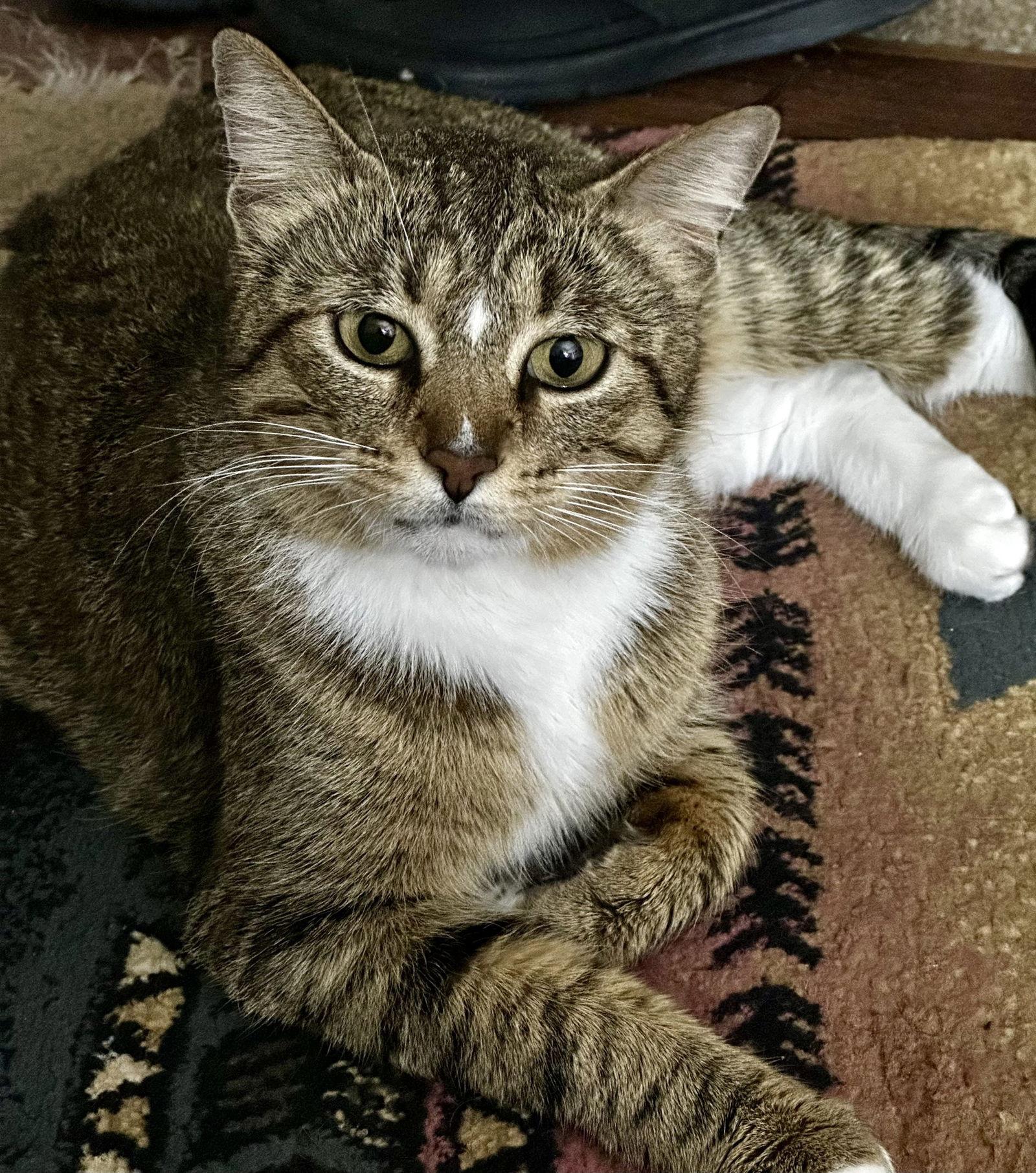 Enlarge Soxy, a Adoptable Domestic Short Hair in Prosper, TX image 1/3