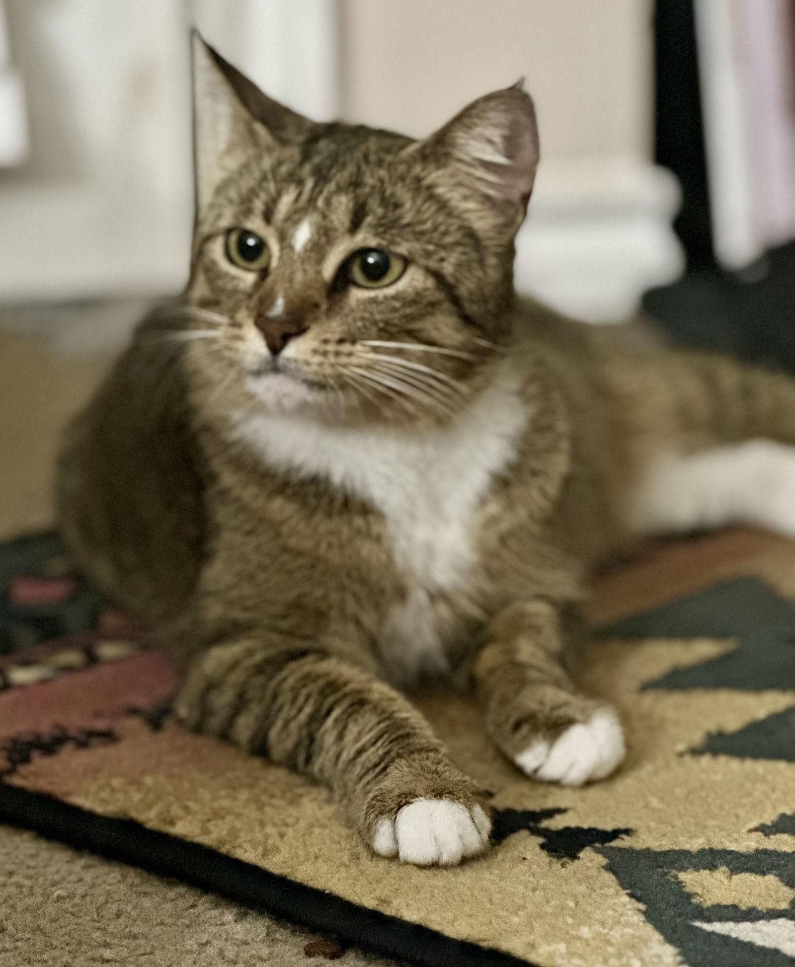 Enlarge Soxy, a Adoptable Domestic Short Hair in Prosper, TX image 3/3