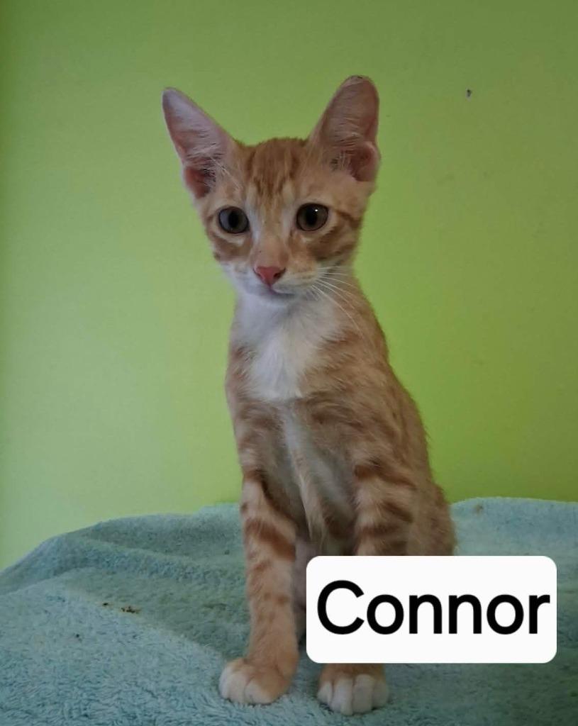 Connor, Adoptable, Kitten Male Domestic Short Hair.