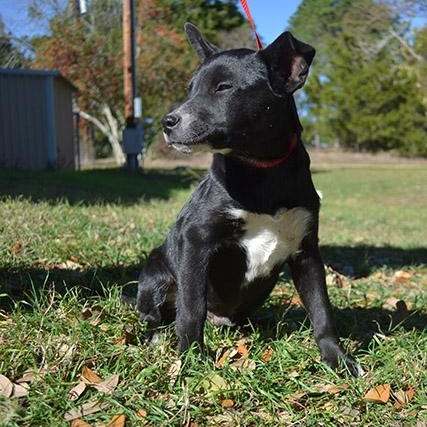 SKIPPER (Adorable, Sweet, Loving Little Baby, Loves Playing Ball)