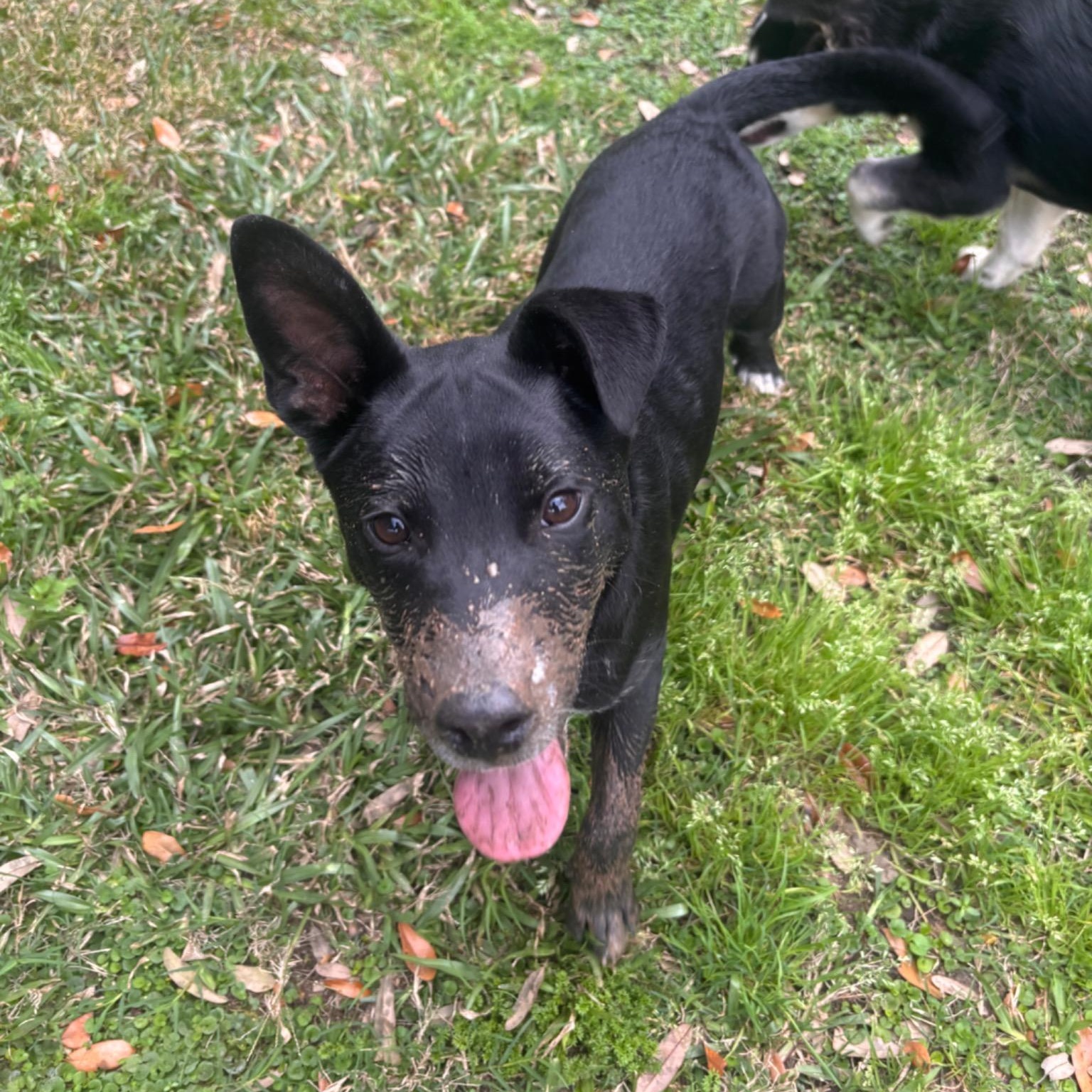SKIPPER (Adorable, Sweet, Loving Little Baby, Loves Playing Ball) — thumbnail 4