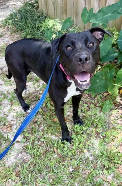 Holly, Adoptable, Young Female Labrador Retriever & Mixed Breed.