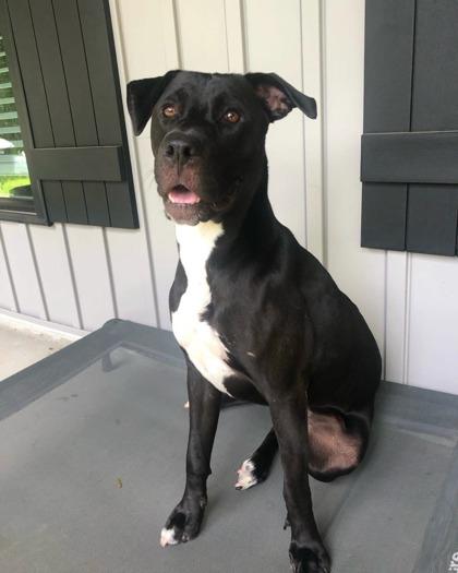 Holly, a Adoptable mixed breed in Picayune, MS image 2/3