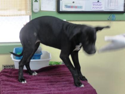 Holly, a Adoptable mixed breed in Picayune, MS image 1/3