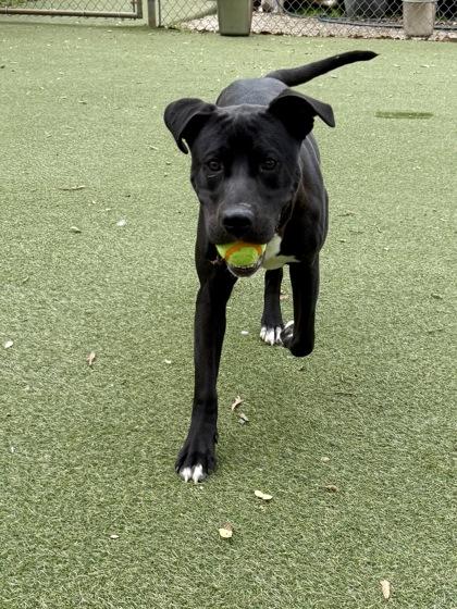 Holly, Adoptable, Young Female Labrador Retriever & Mixed Breed.