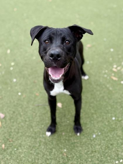 Holly, a Adoptable mixed breed in Picayune, MS image 2/3