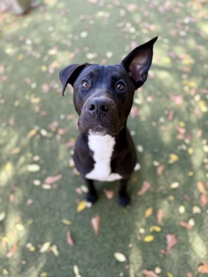 Enlarge Holly, a Adoptable mixed breed in Picayune, MS image 2/3