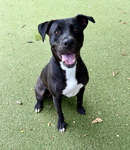 Enlarge Holly, a Adoptable mixed breed in Picayune, MS image 2/3
