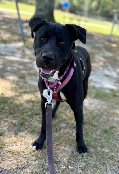 Enlarge Holly, a Adoptable mixed breed in Picayune, MS image 1/3
