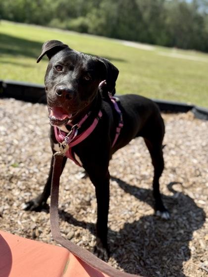 Enlarge Holly, a Adoptable mixed breed in Picayune, MS image 2/3
