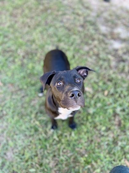 Holly, a Adoptable mixed breed in Picayune, MS image 2/3
