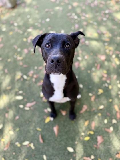 Holly, Adoptable, Young Female Labrador Retriever & Mixed Breed.