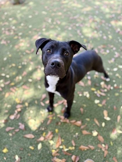 Enlarge Holly, a Adoptable mixed breed in Picayune, MS image 3/3