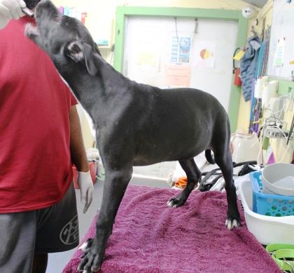 Holly, a Adoptable mixed breed in Picayune, MS image 3/3