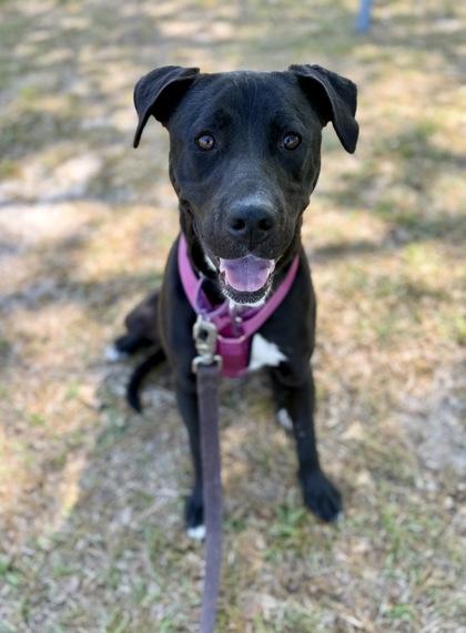 Enlarge Holly, a Adoptable mixed breed in Picayune, MS image 3/3