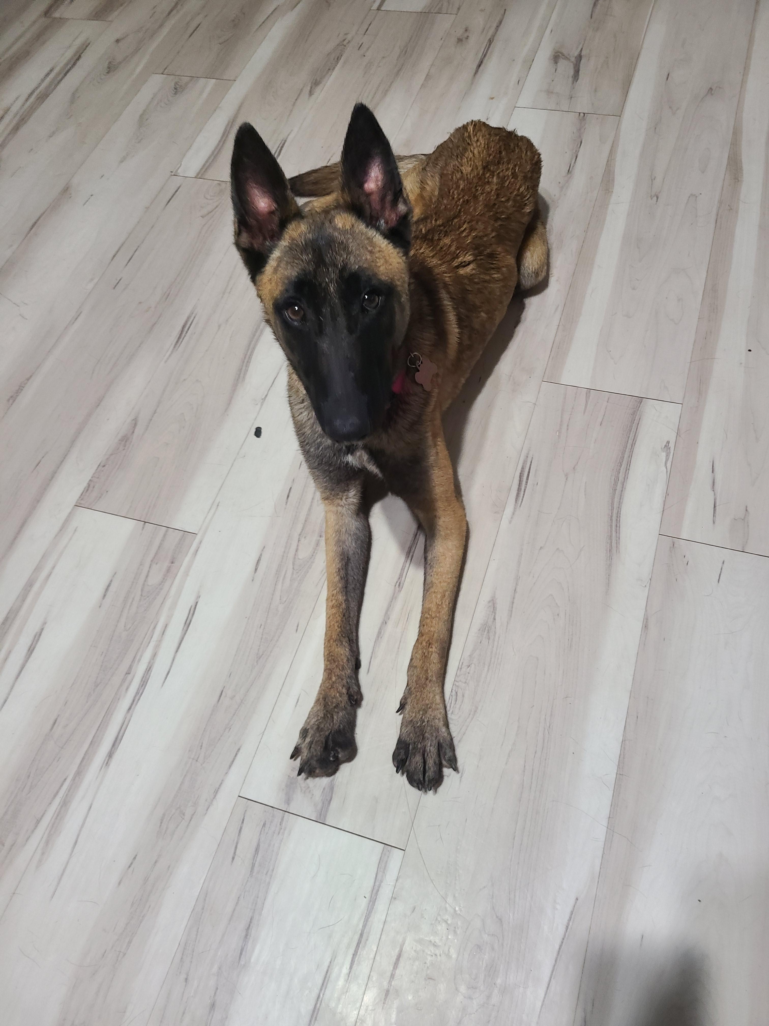 Enlarge Sadie, a Adopted mixed breed in Mesa, AZ image 1/1