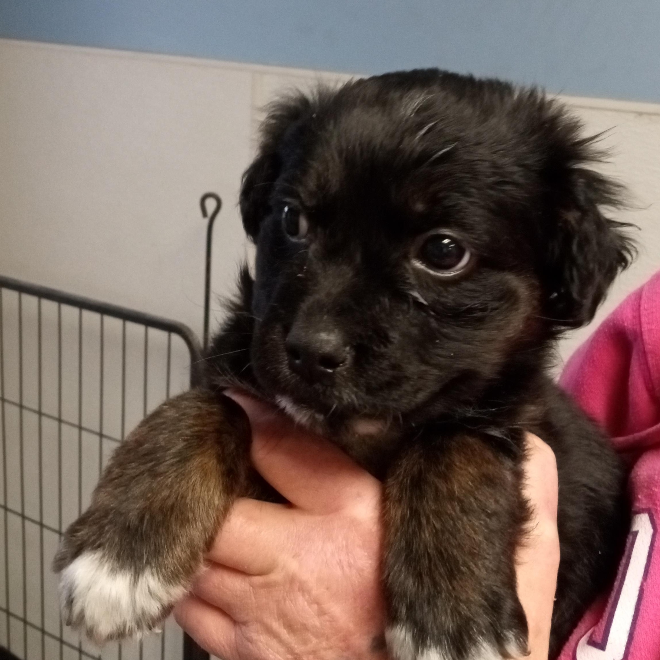 Chestnut, ADOPTABLE, Puppy Male Australian Shepherd & Terrier.